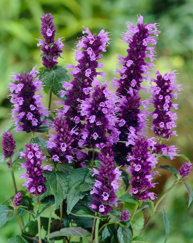 Black Adder Agastache