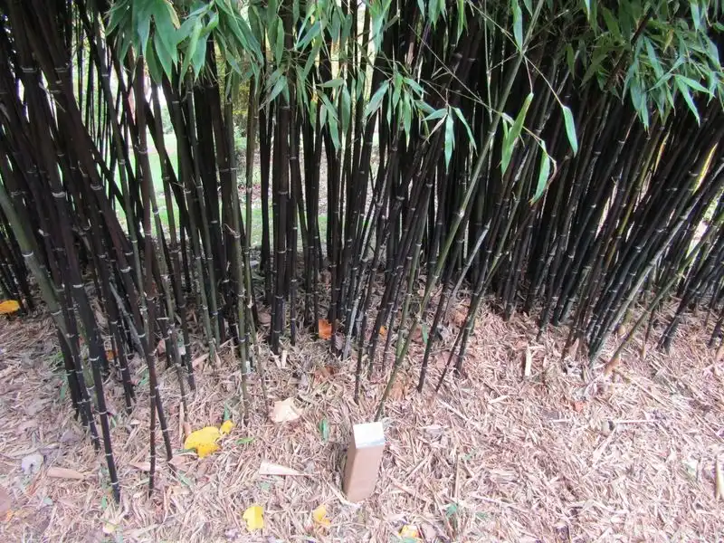 Black Bamboo
