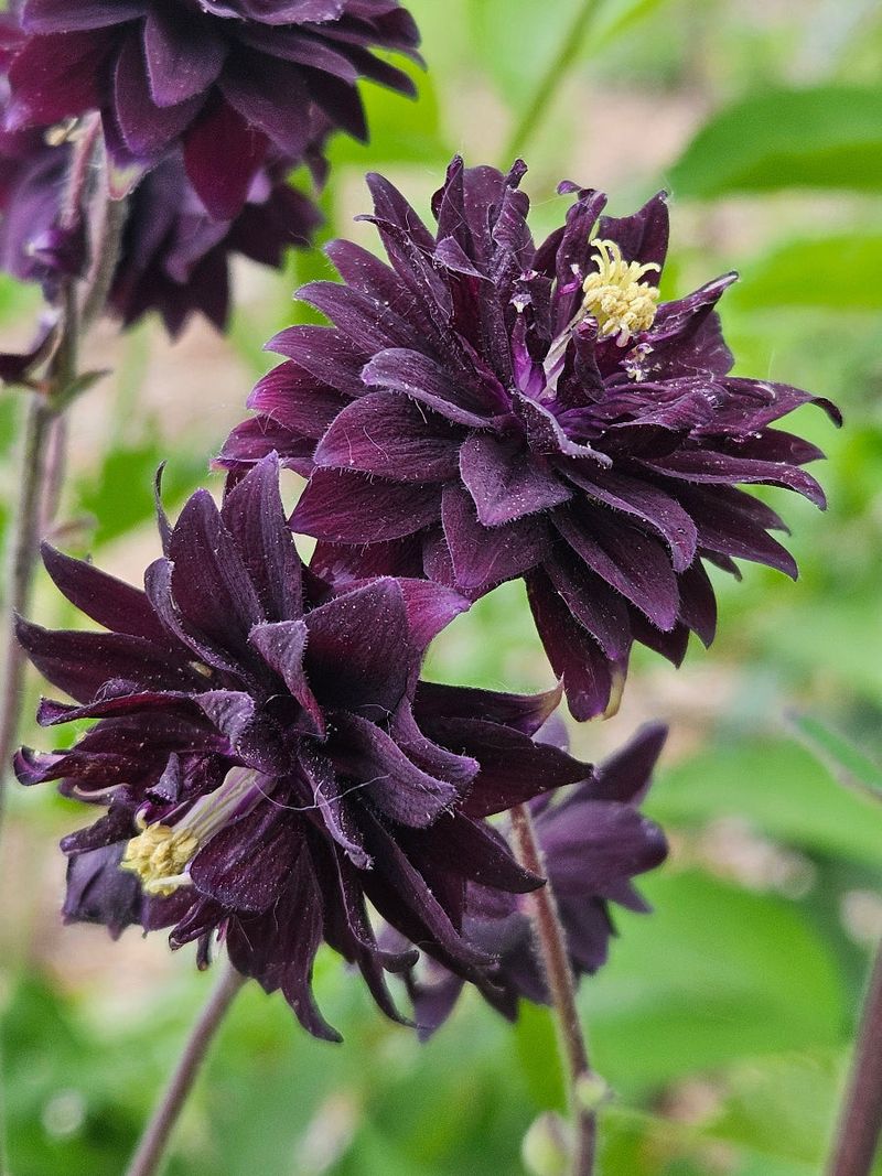 Black Barlow Columbine