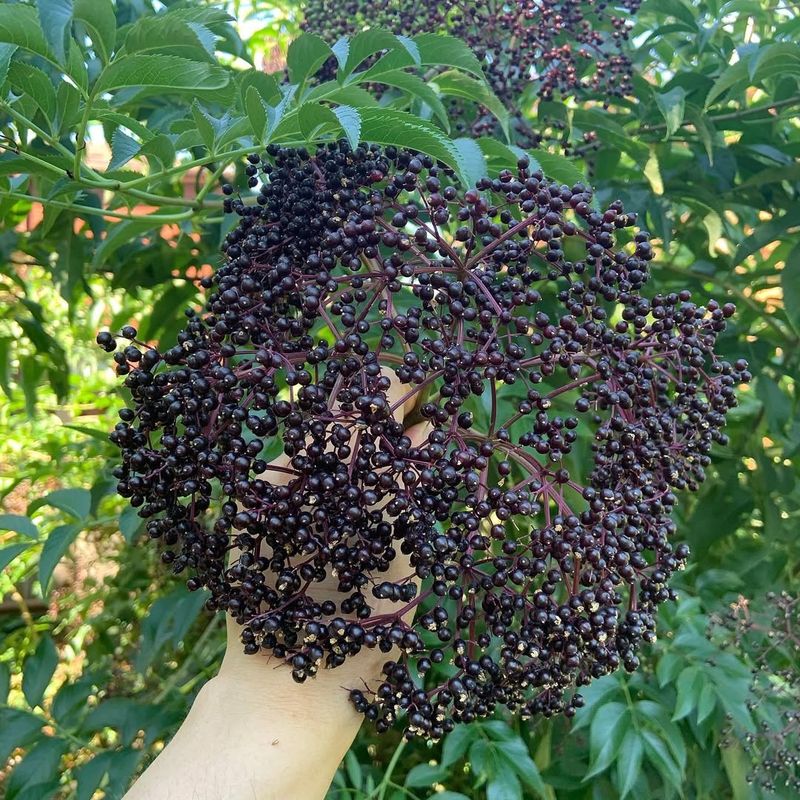 Black Beauty Elderberry