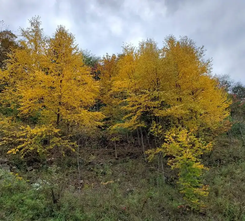 Black Birch