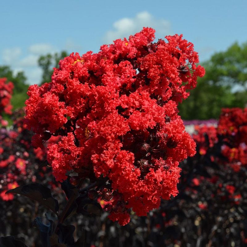 Black Diamond Crapemyrtle