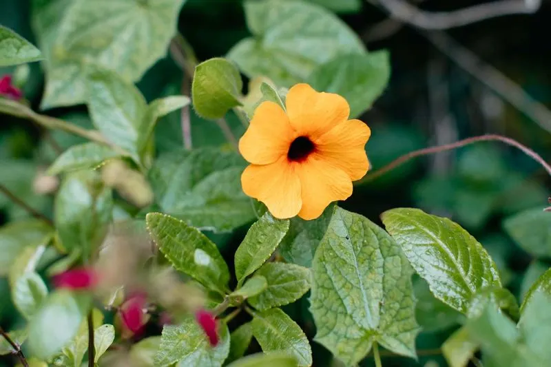 Black-Eyed Susan Vine (Thunbergia alata)