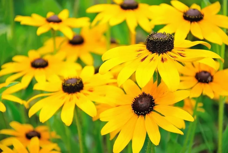 Black-Eyed Susans