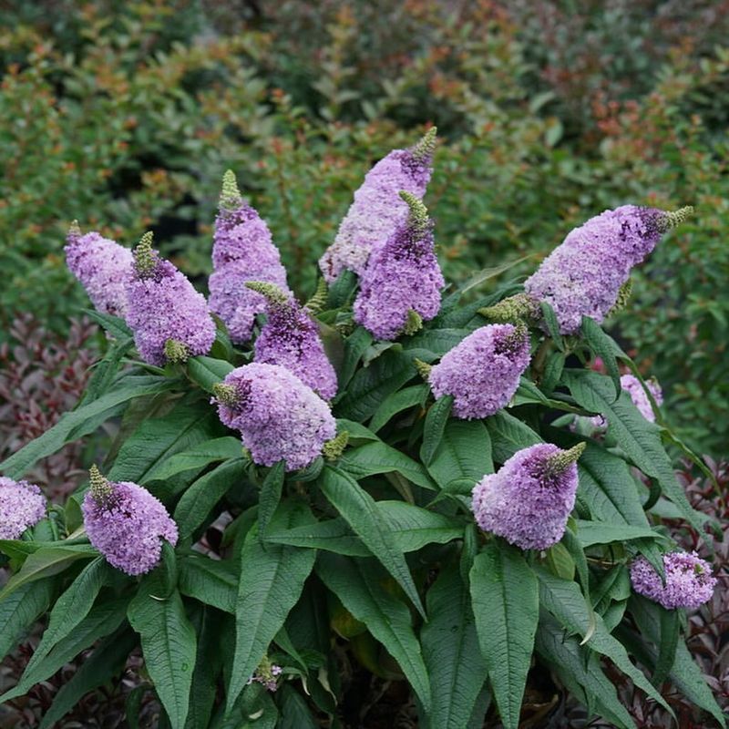 Black Knight Butterfly Bush