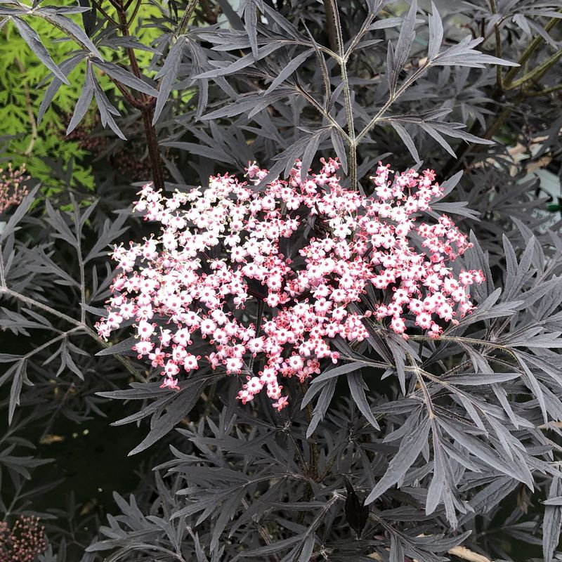 Black Lace Elderberry