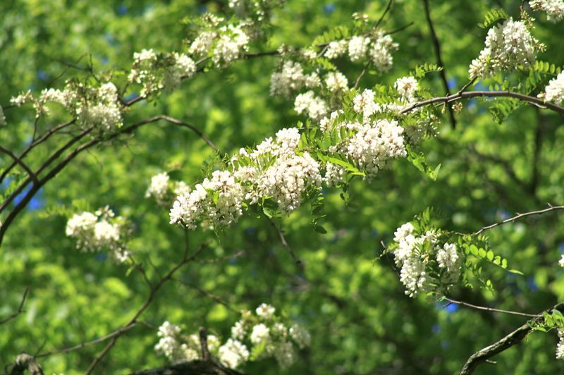 Black Locust