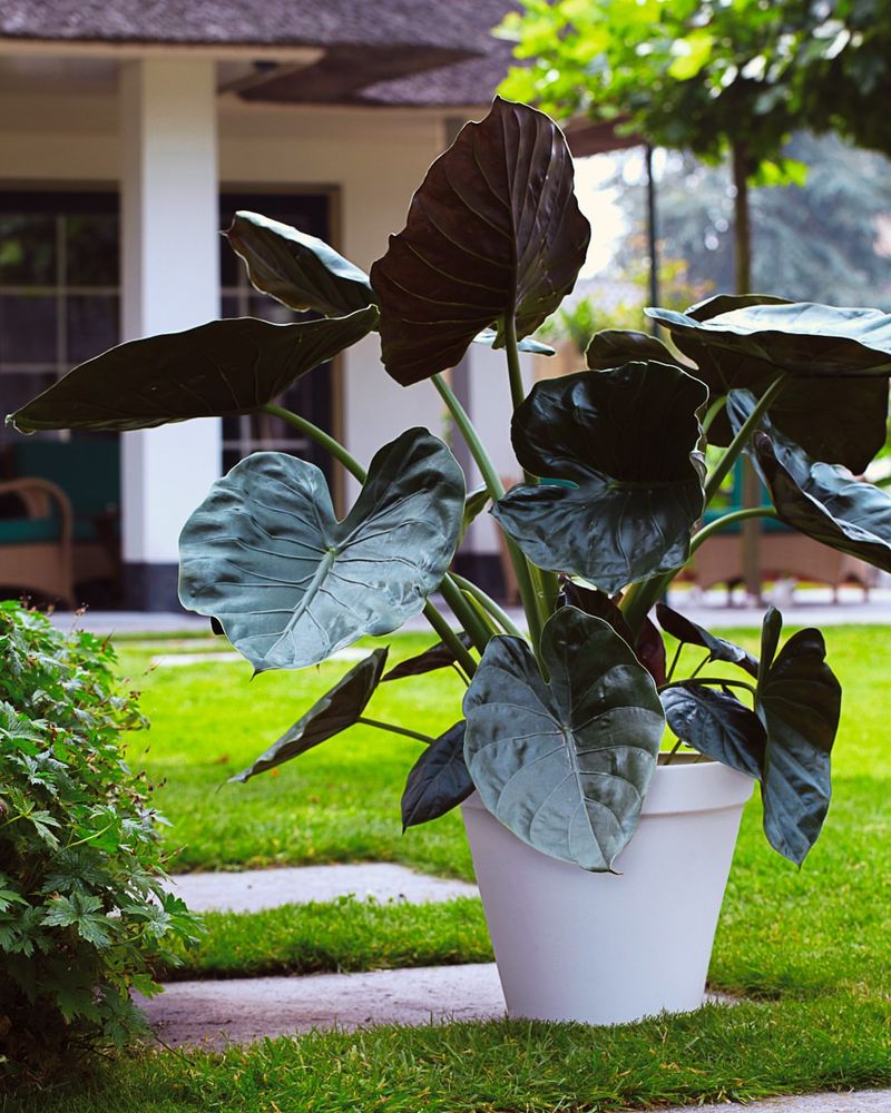 Black Magic Elephant Ear