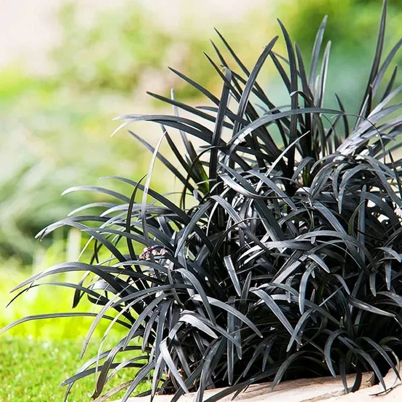 Black Mondo Grass