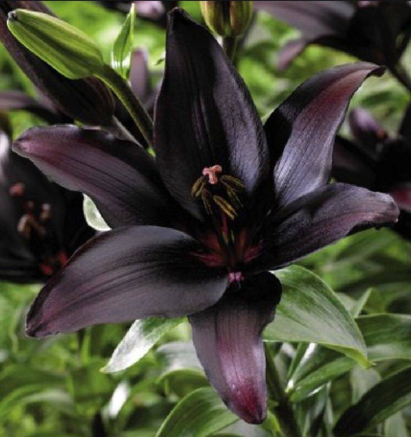 Black Panther Lily