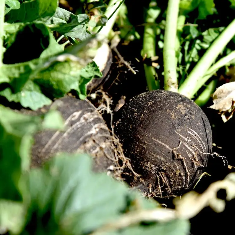 Black Radish