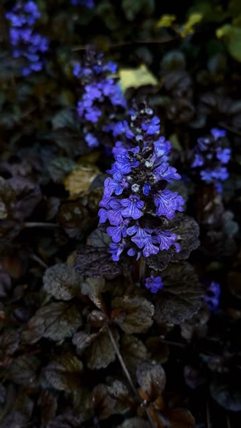 Black Scallop Ajuga