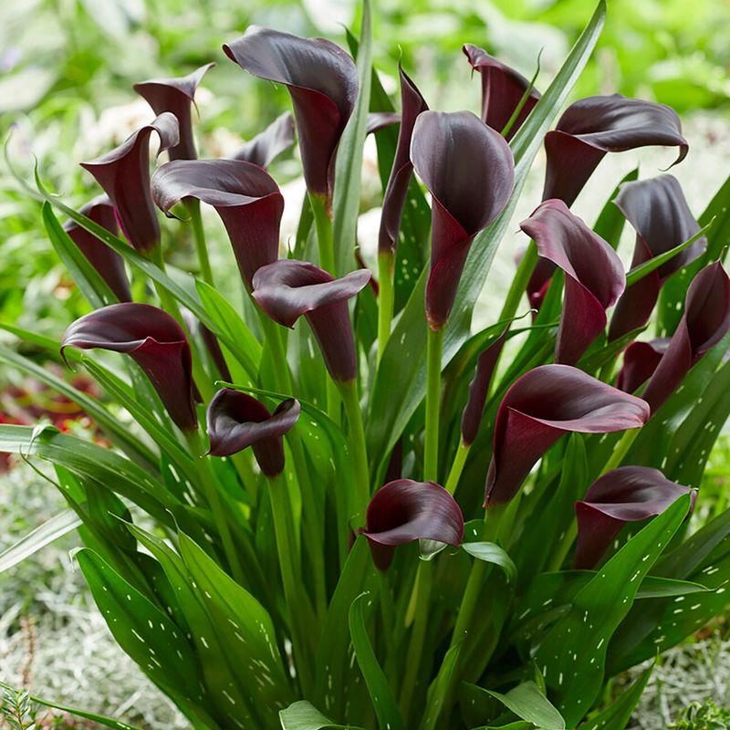 Black Star Calla Lily