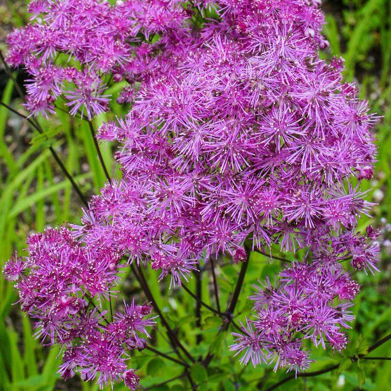 Black Stockings Meadow Rue