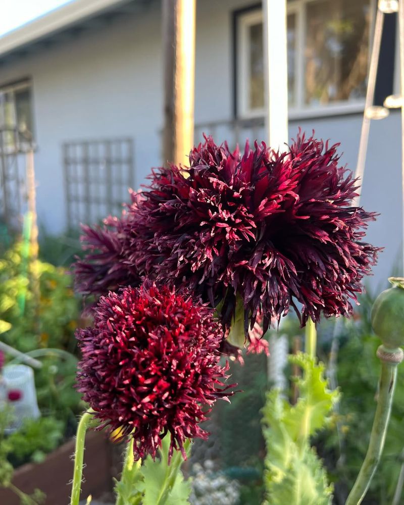 Black Swan Poppy