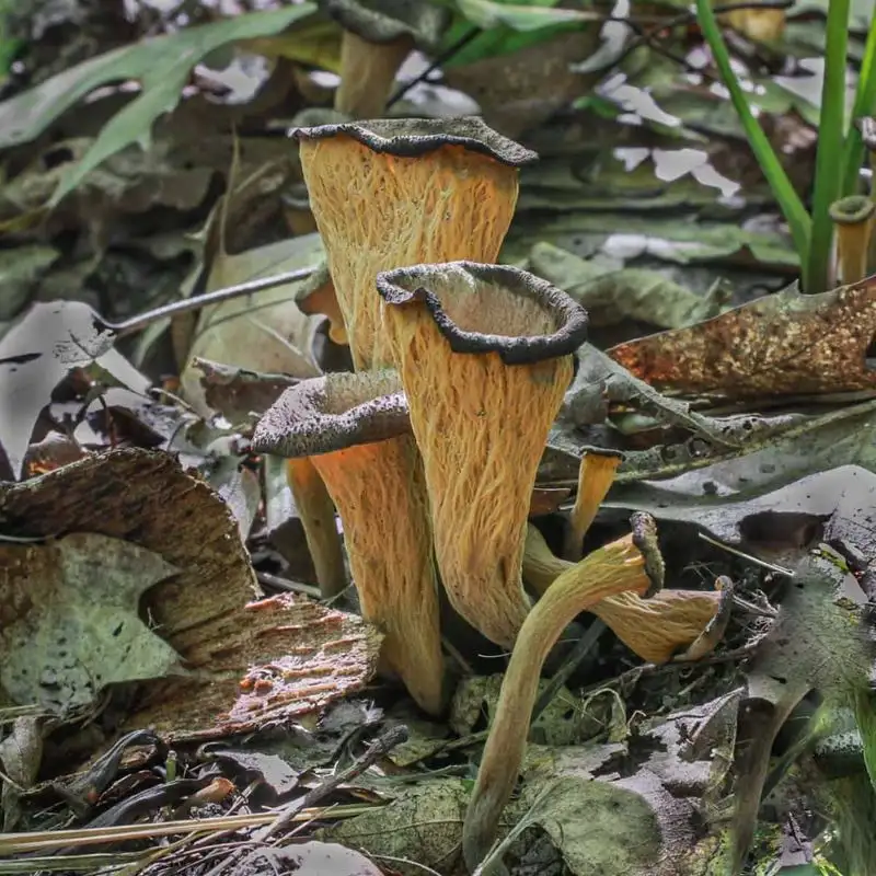 Black Trumpet Mushrooms