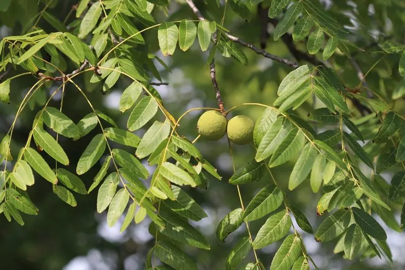 Black Walnut