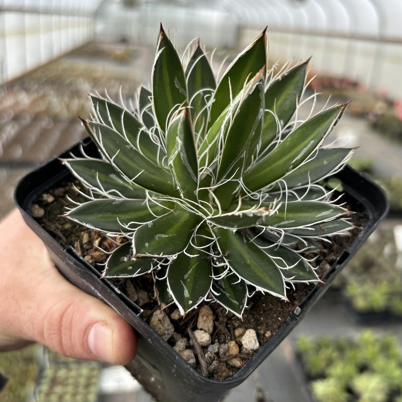 Black Widow Succulent