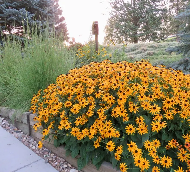 Black-eyed Susan