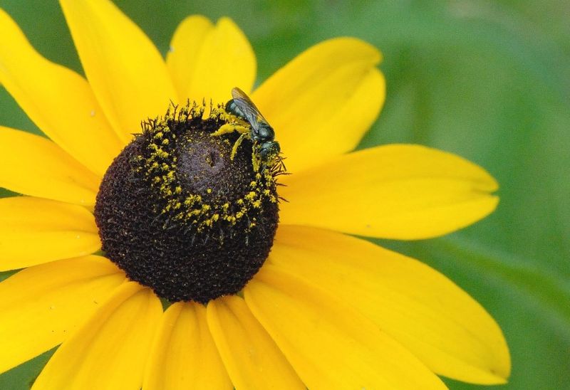 Black-eyed Susan