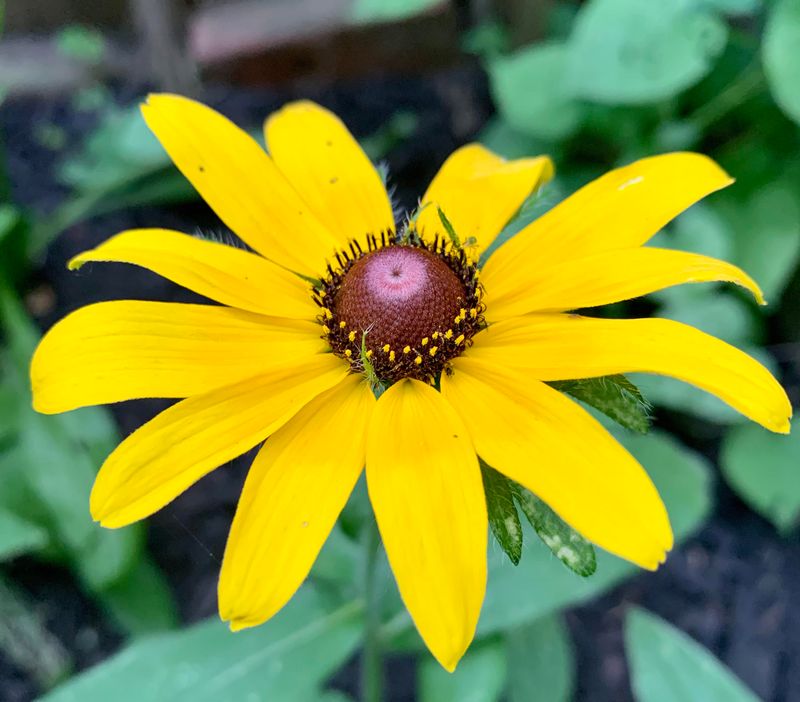 Black-eyed Susan (Rudbeckia)