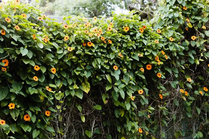 Black-eyed Susan Vine