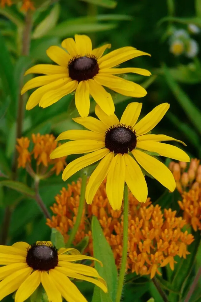 Black-eyed Susan