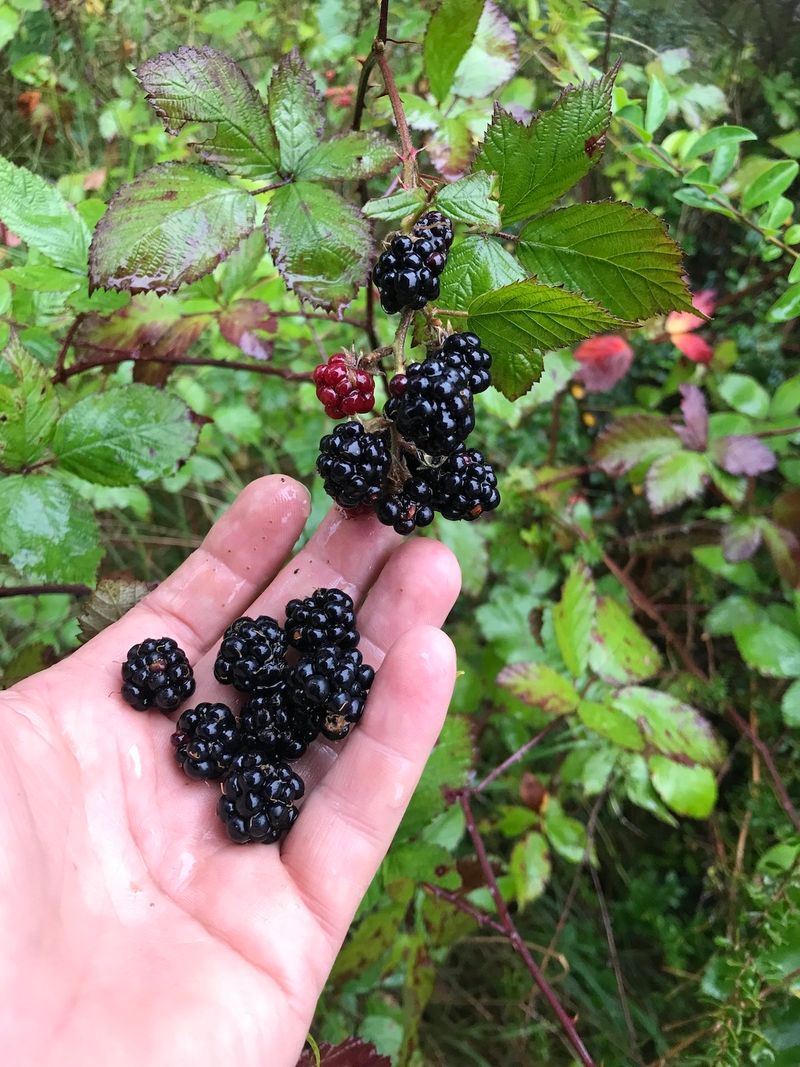 Blackberries