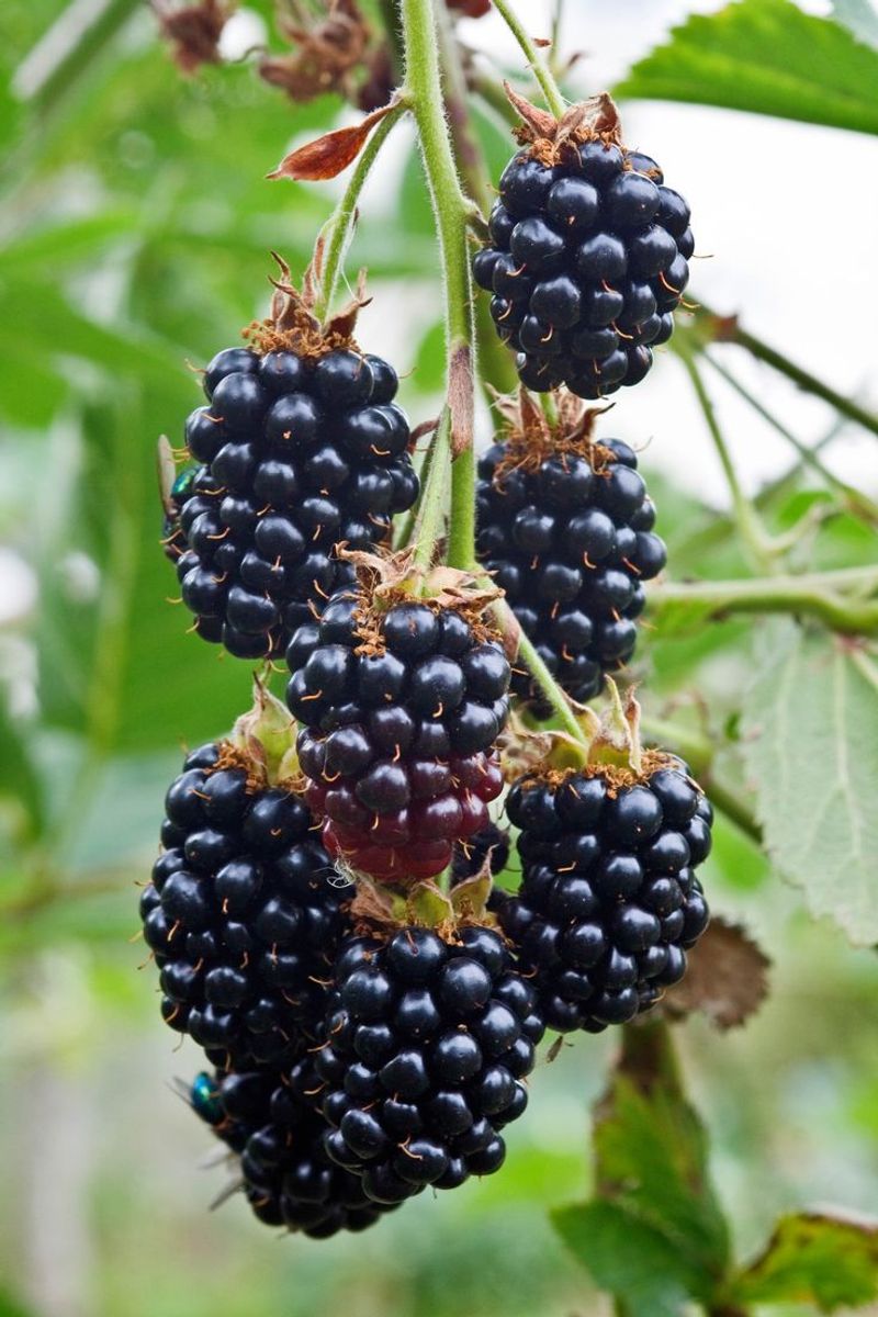 Blackberries