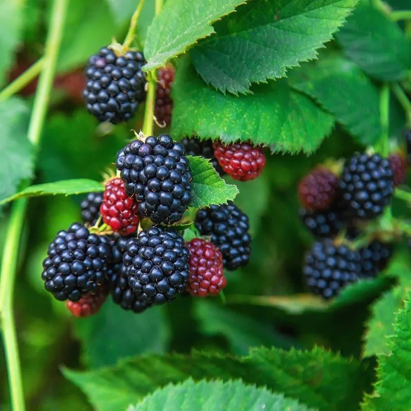 Blackberry