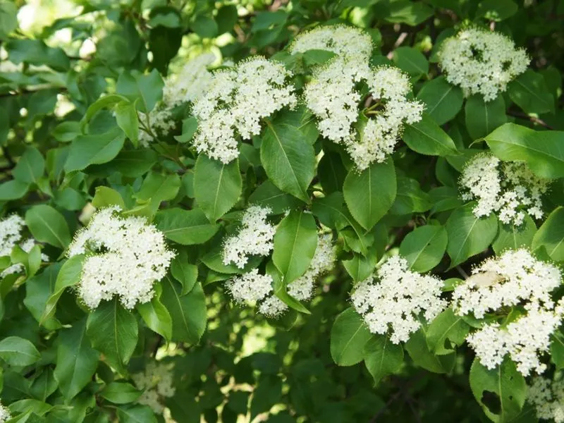 Blackhaw Viburnum