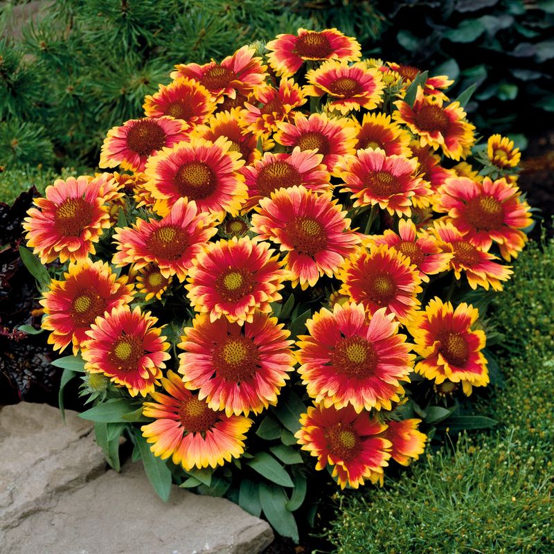 Blanket Flower