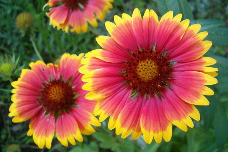 Blanket Flower