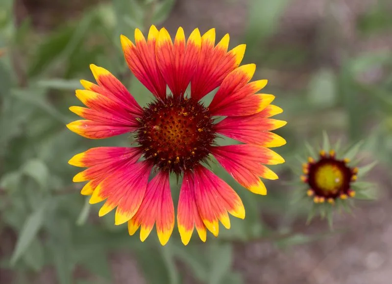 Blanket Flower