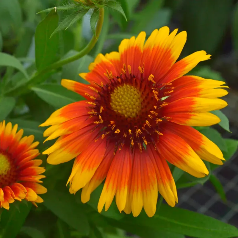 Blanket Flower