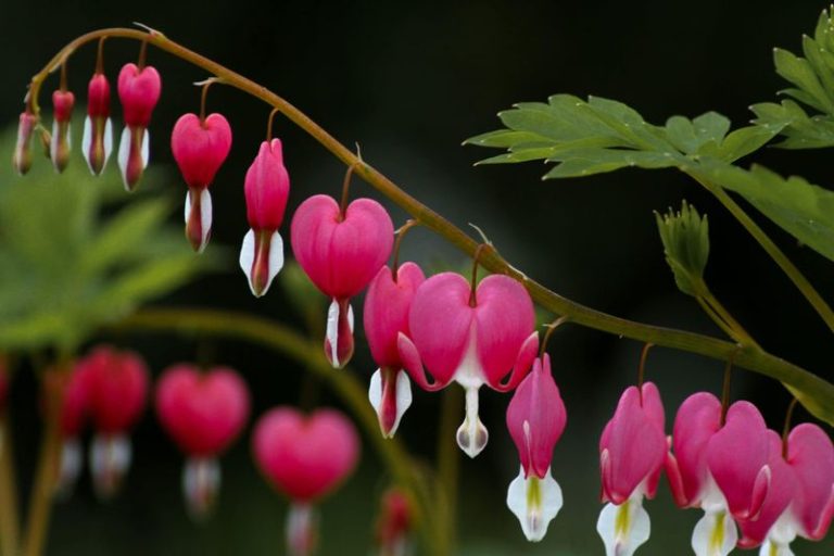 20 Plants That Will Die If Exposed to Too Much Sun