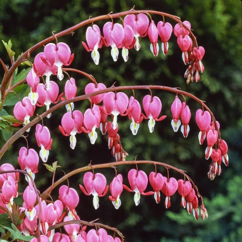 Bleeding Heart