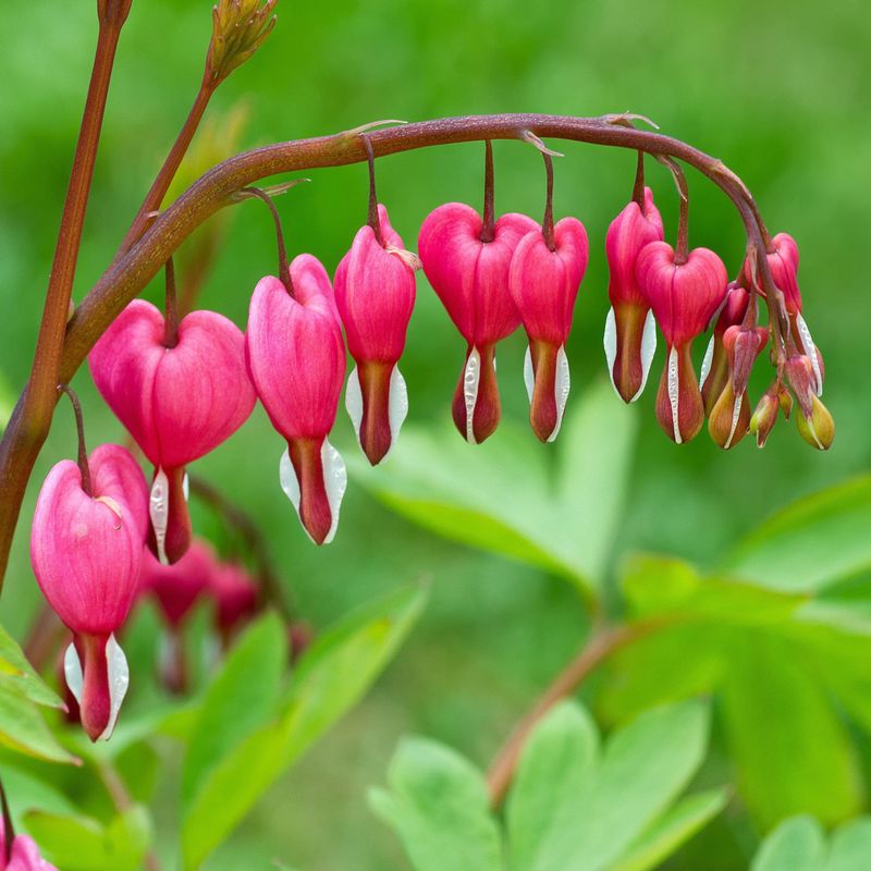 Bleeding Heart