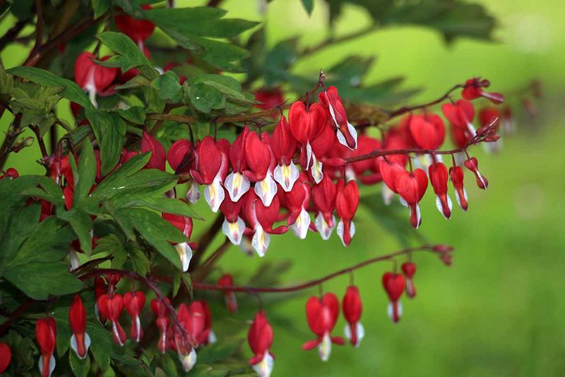 Bleeding Heart