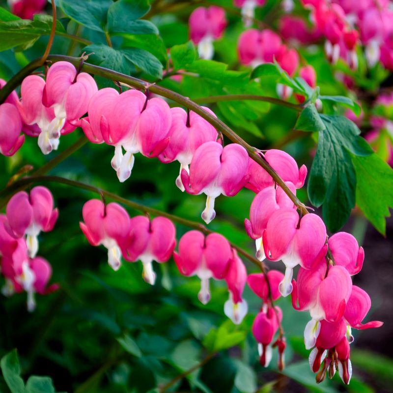 Bleeding Heart (Dicentra)