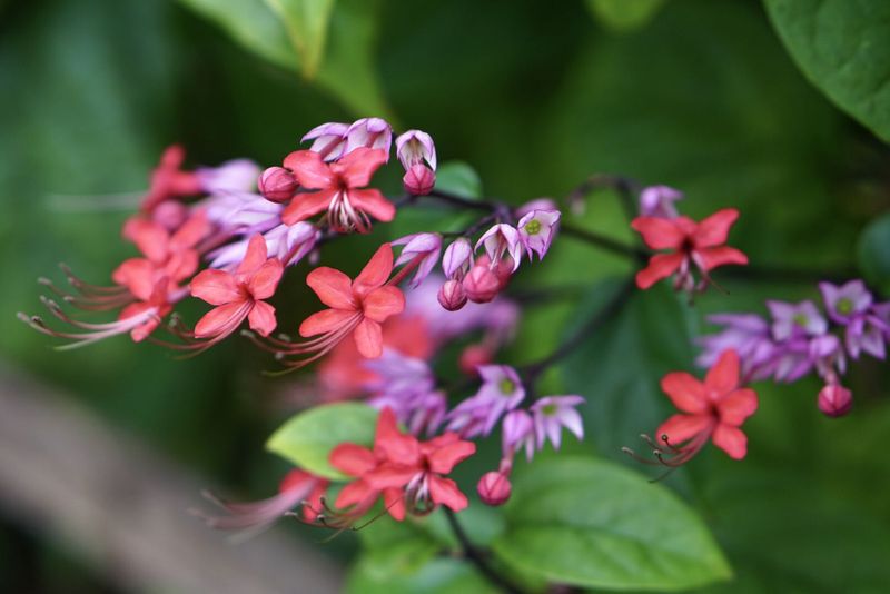 Bleeding Heart Vine (Clerodendrum thomsoniae)