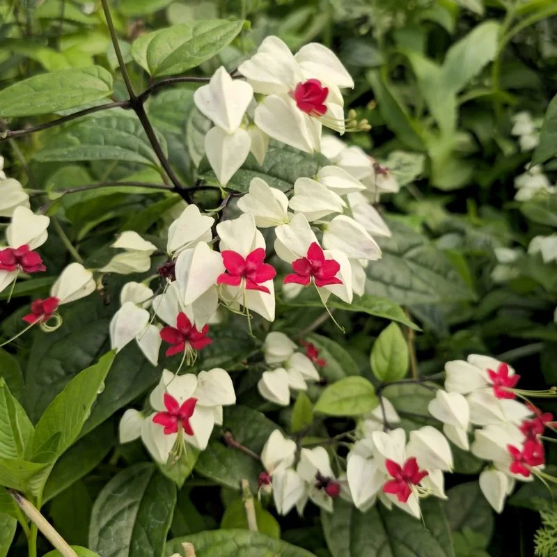 Bleeding Heart Vine