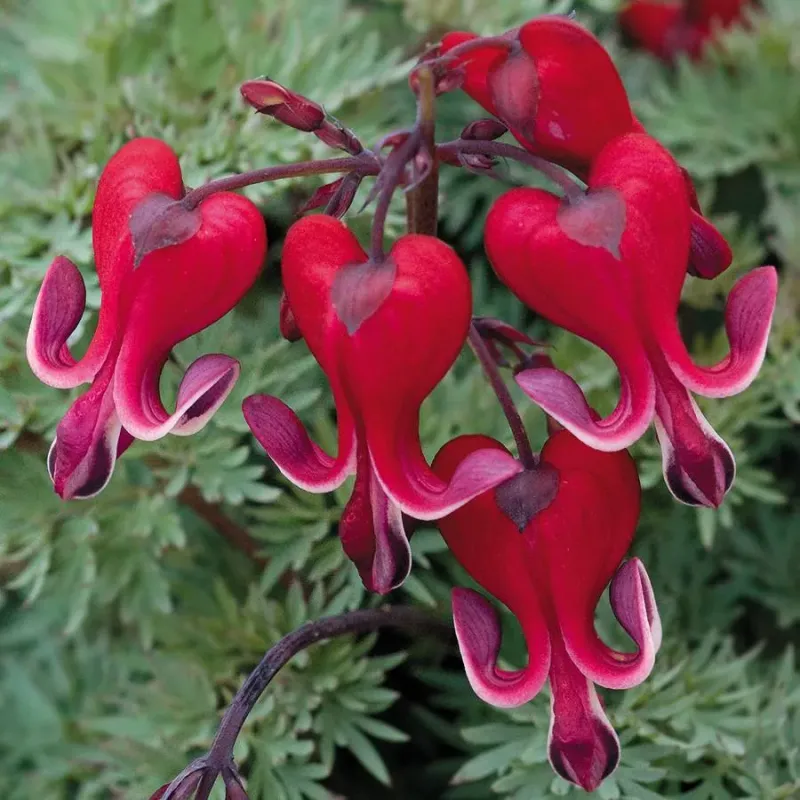 Bleeding Heart