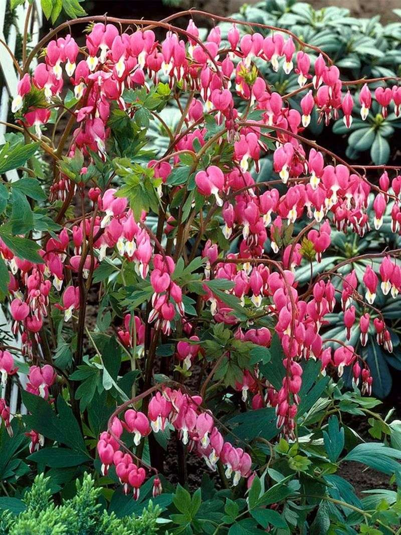 Bleeding Hearts