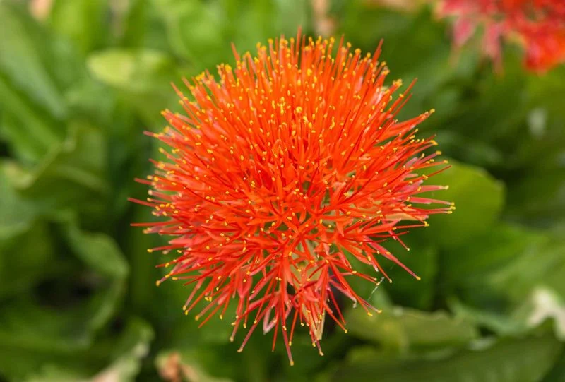 Blood Lily