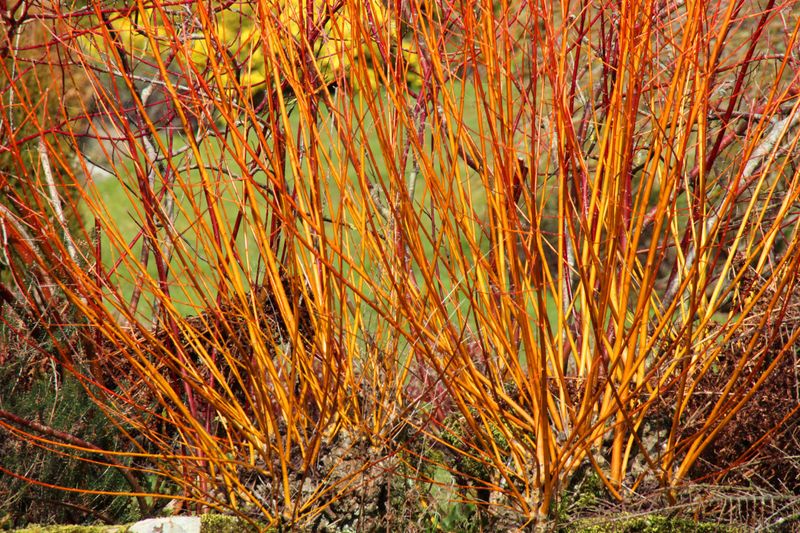 Bloodtwig Dogwood (Cornus sanguinea)