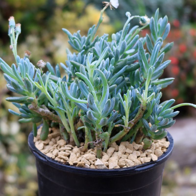 Blue Chalksticks