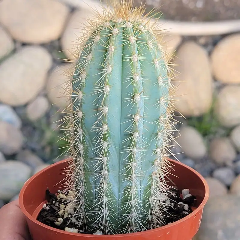 Blue Columnar Cactus