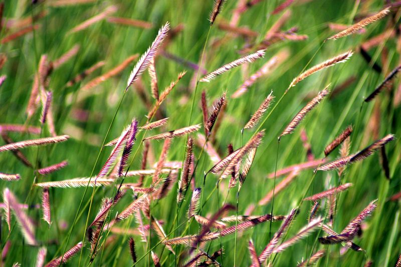 Blue Grama Grass