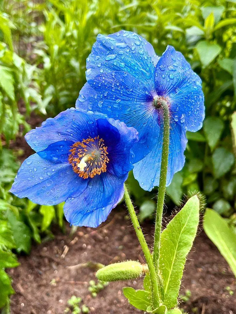 Blue Poppy